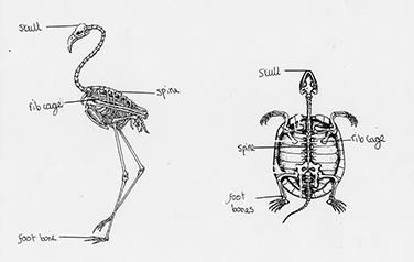 Skeleton drawings